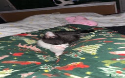 Domestic Shorthair cats for sale: 2 beautiful kittens for sale.  - Image 4