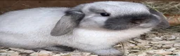 Mini Lop rabbits for sale: Gorgeous purebred sealpoint boy Thumper  - Advert 2