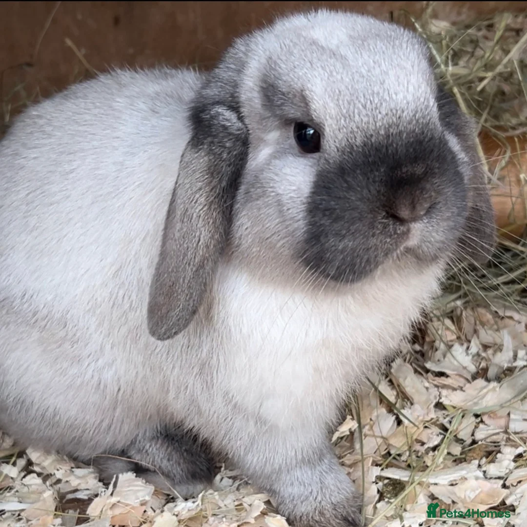 Mini Lop rabbits for sale: Gorgeous purebred sealpoint boy Thumper  - Advert 2