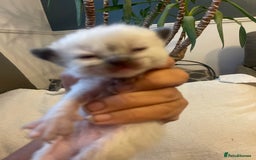 Ragdoll cats for sale: Stunning Ragdoll kittens blue lnyx ready soon  - Image 12