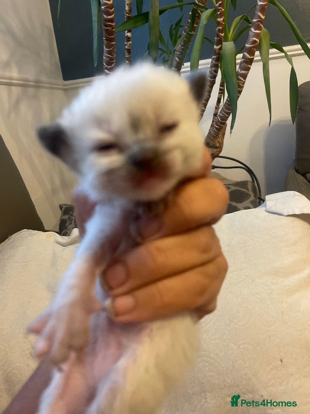 Ragdoll cats for sale: Stunning Ragdoll kittens blue lnyx ready soon  - Image 12