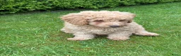 Cockapoo dogs for sale: Cockapoo Puppies!! 🐶  - Advert 14