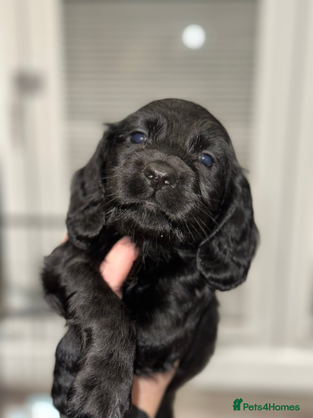 Cocker Spaniel dogs for sale: FIVE BEAUTIFUL COCKER SPANIEL BOYS - Advert 1