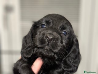 Cocker Spaniel dogs FIVE BEAUTIFUL COCKER SPANIEL BOYS - Advert 1