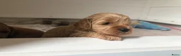 Cavapoo dogs for sale: Stunning red Cavapoo puppies  - Advert 8