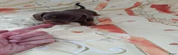 Dachshund dogs for sale: Dachshund puppies ready for new home  - Advert 11