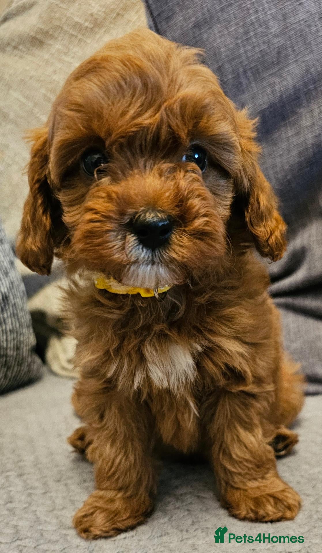 Cavapoo dogs for sale: F1b Cavapoo boy!! - Advert 2