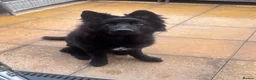 German Shepherd dogs for sale: Solid Black Long-Coat German Shepherd – KC Reg - Advert 3