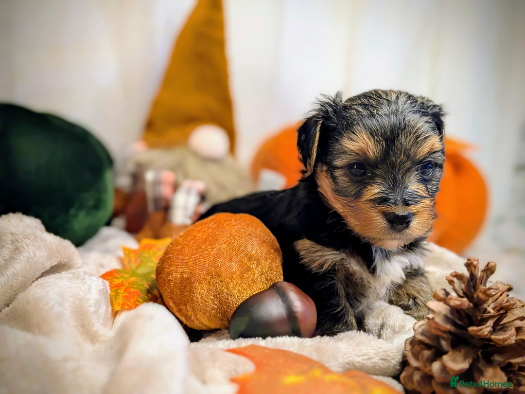 Yorkshire Terrier dogs for sale: 4 week old miniature Yorkshire terriers, 7 males  - Image 13