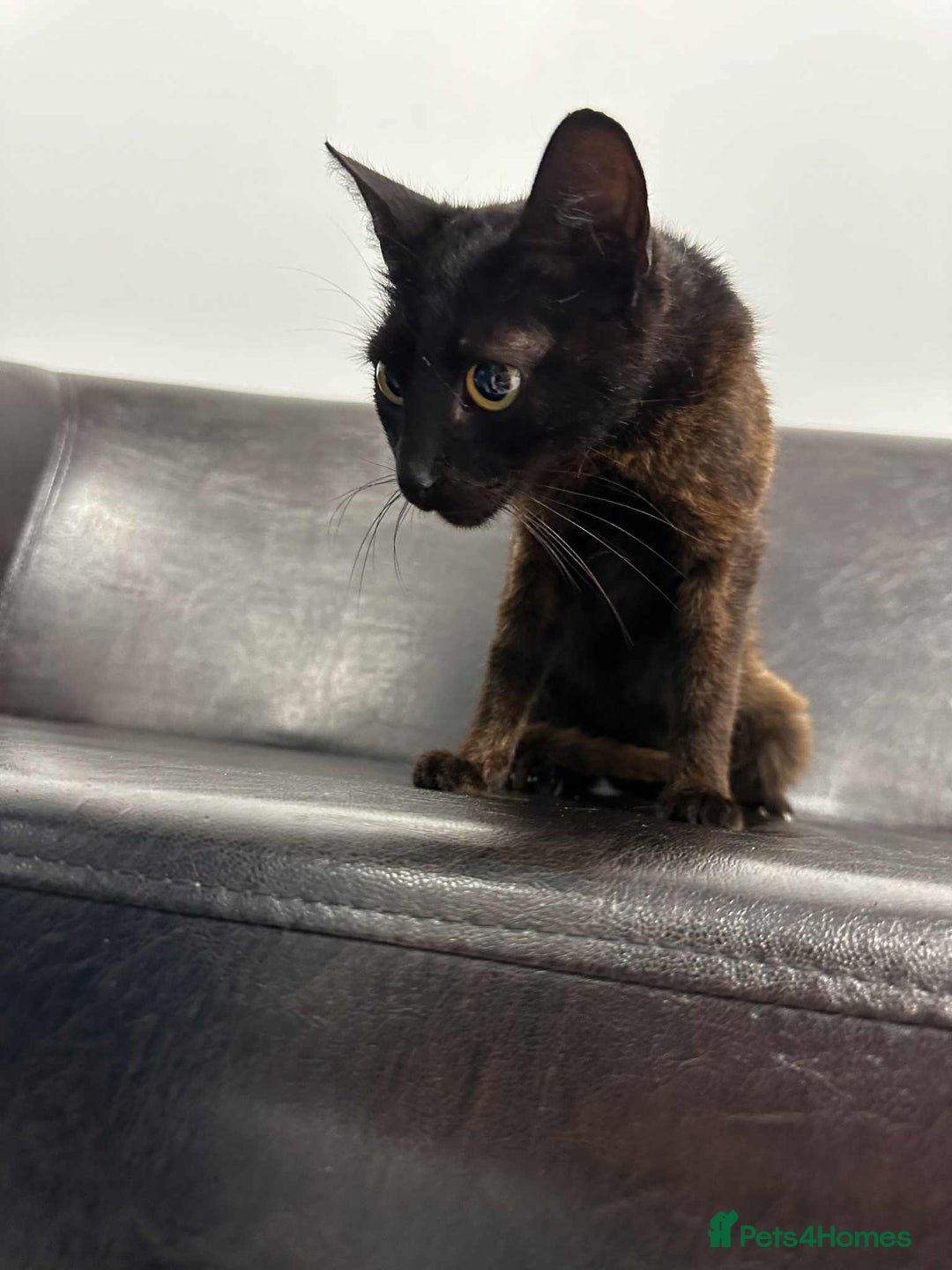 Mixed Breed cats for adoption: Zena for adoption - Advert 6