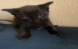 Domestic Shorthair cats for sale: Shorthair Kittens - Image 16