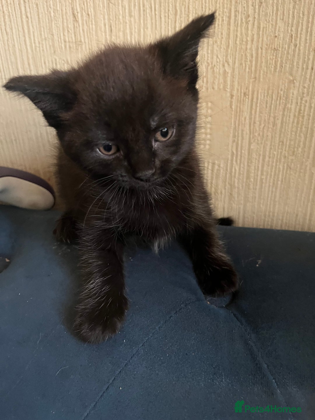 Domestic Shorthair cats for sale: Shorthair Kittens - Image 16