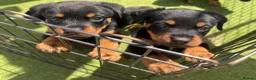 Rottweiler dogs for sale: 6 beautiful Rottweiler puppies  - Advert 2