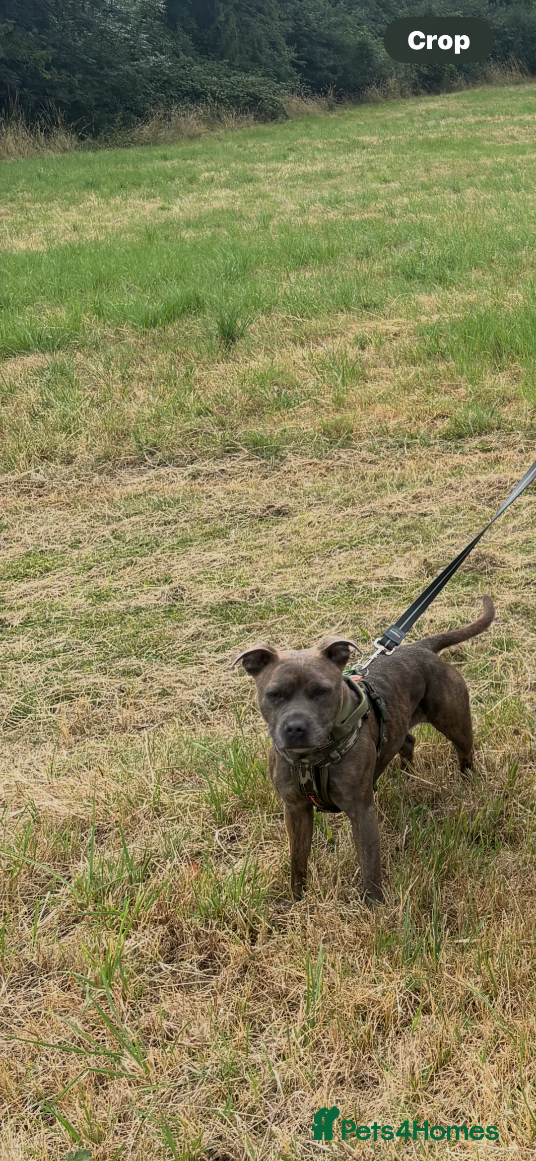 Staffordshire Bull Terrier dogs for sale: Staffordshire female for sale - Image 2