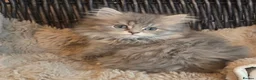 Persian cats for sale: Adorable pure Persian babies ready now  - Advert 6