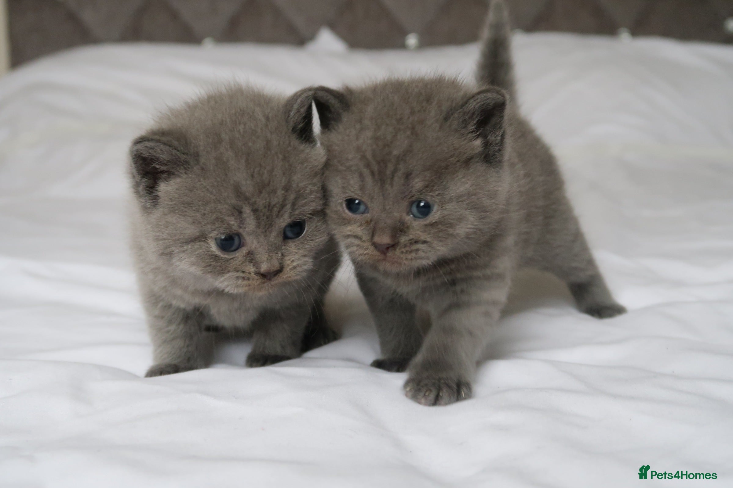 British Shorthair cats 2 left -GCCF Registered British Shorthair Kittens  - Advert 8