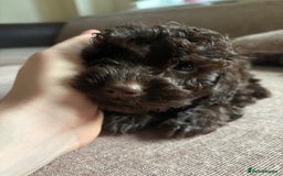 Cockapoo dogs for sale: F1b Cockapoo Puppy - 1 girl left 🐾❤️ - Advert 9