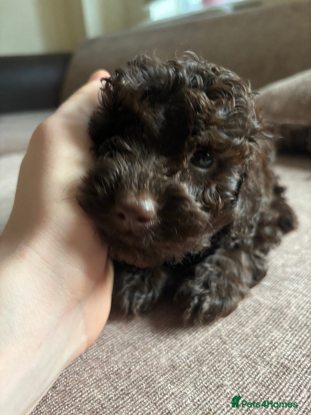 Cockapoo dogs for sale: F1b Cockapoo Puppy - 1 girl left 🐾❤️ - Advert 9