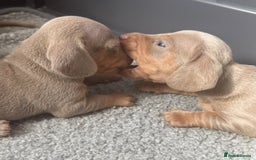 Miniature Dachshund dogs for sale: Beautiful teeny tiny Isabella mini dachshunds  - Image 5