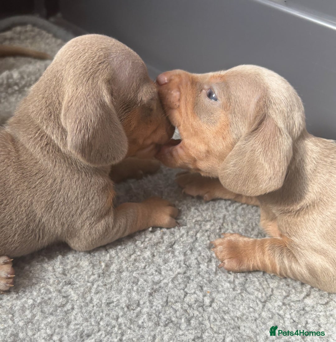 Miniature Dachshund dogs for sale: Beautiful teeny tiny Isabella mini dachshunds  - Image 5