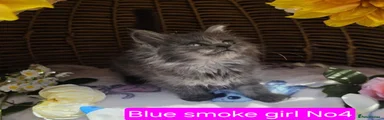 Maine Coon 4