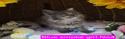 Maine Coon cats for sale: STUNNING MAINE COON KITTENS FOR SALE! - Advert 9