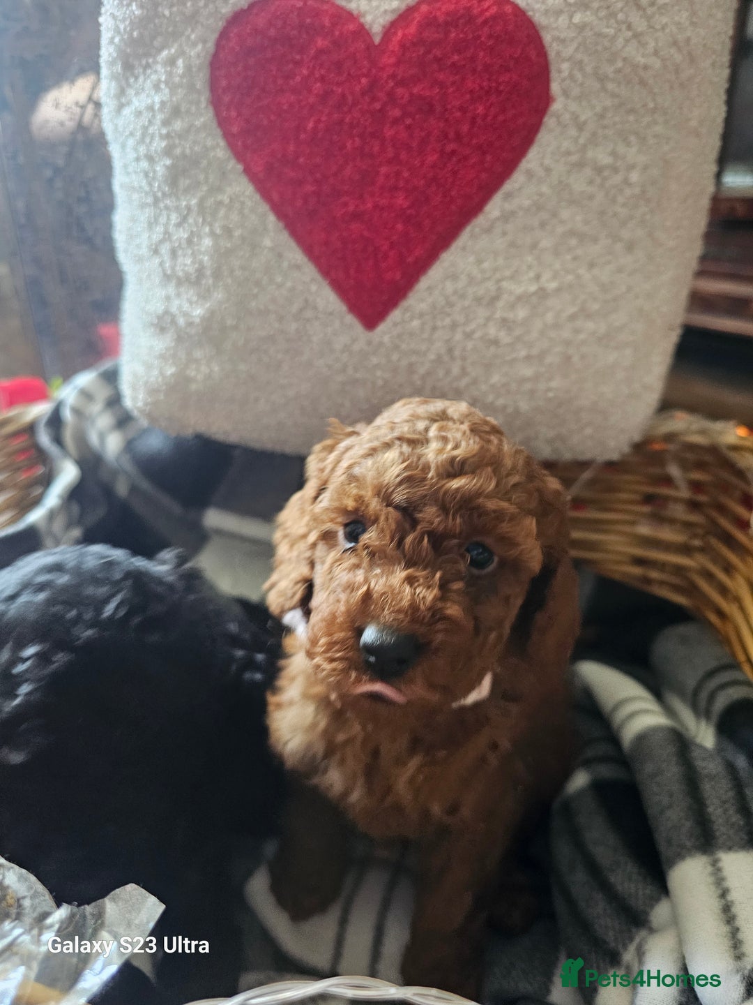Miniature Poodle dogs for sale: Kc reg outstanding miniature Poodles in Stourbridge - Image 18
