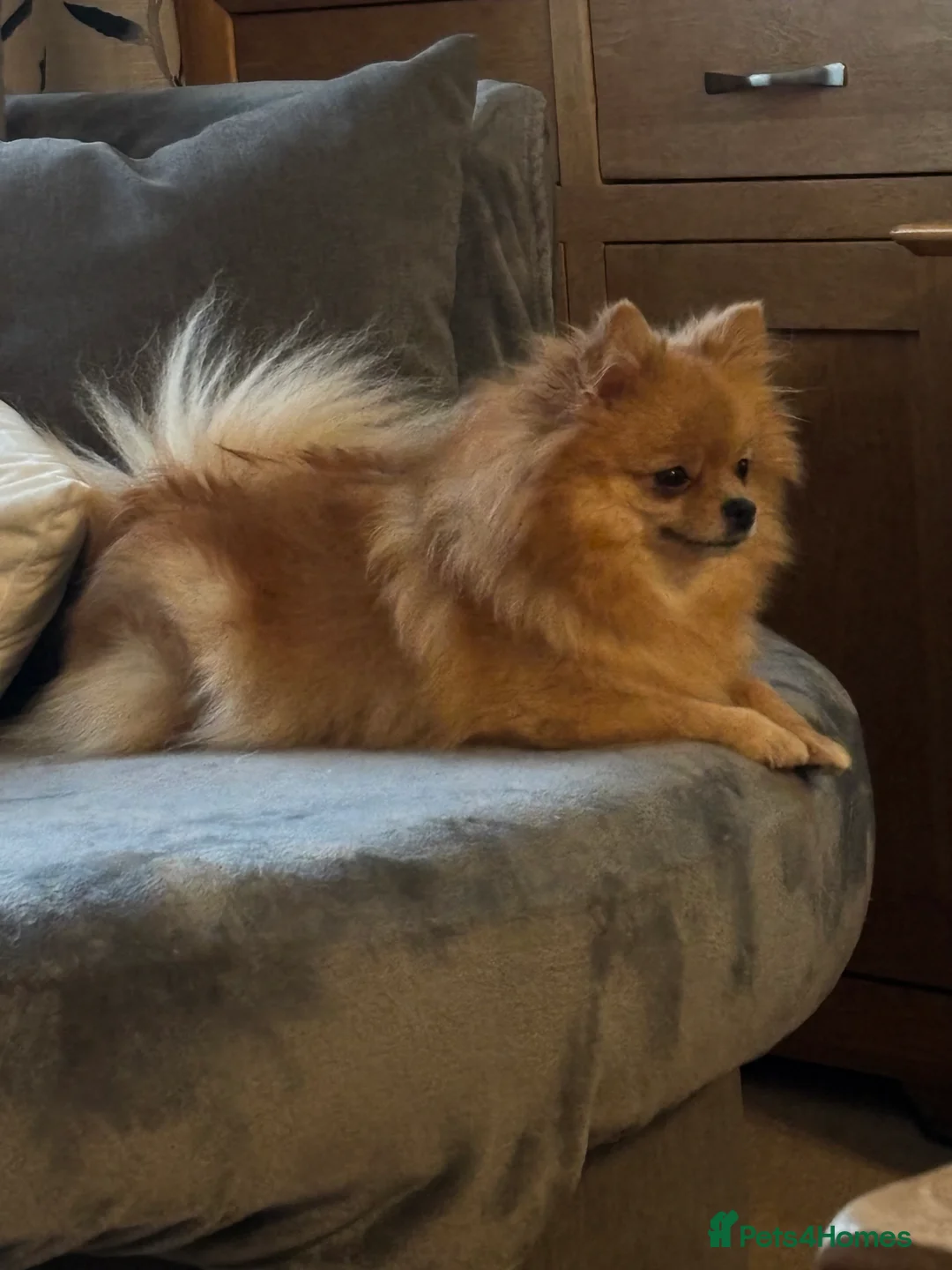 Pomeranian dogs for sale: Pomeranian puppy for sale - Advert 5