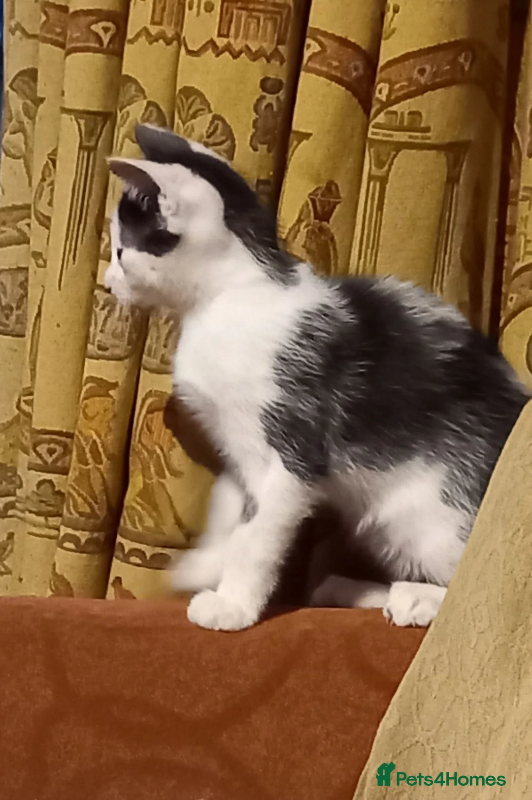 Mixed Breed cats for sale: 4 MALE kittens for sale - Advert 2