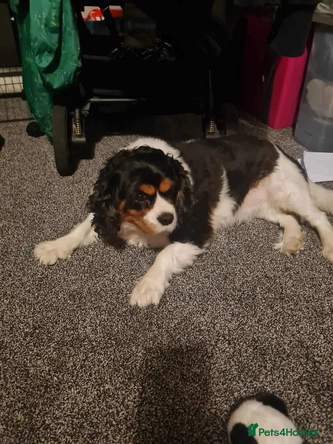 Cavalier King Charles Spaniel dogs for sale: Holly  - Advert 2