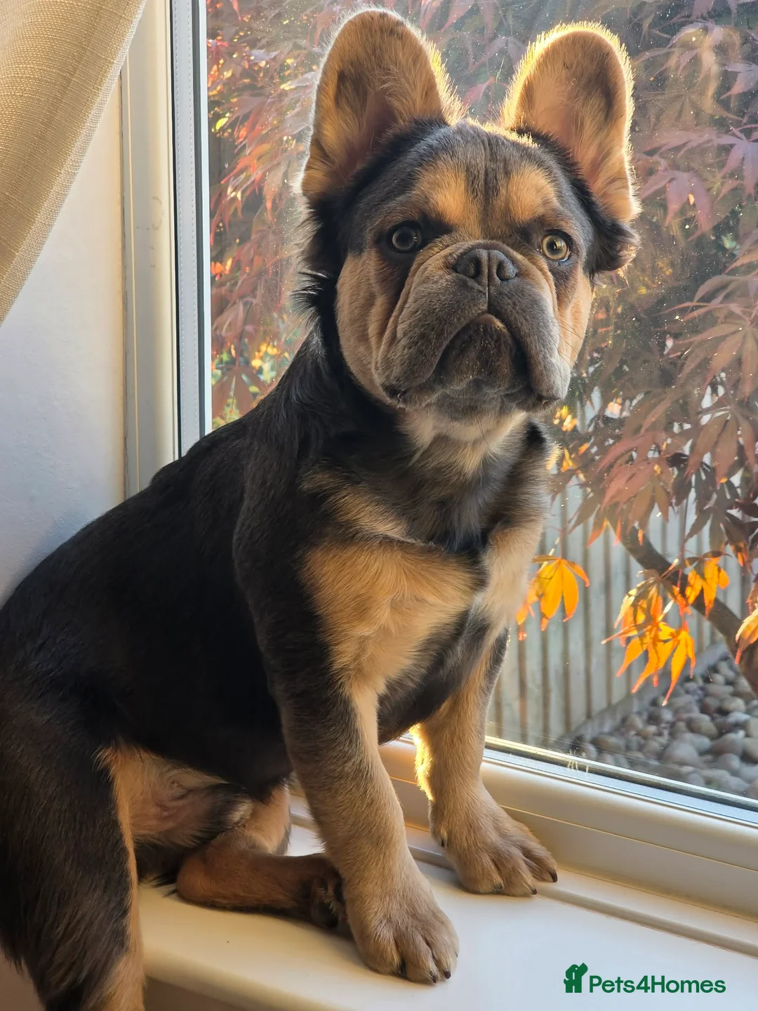 French Bulldog dogs for sale: French Bulldog puppies - Advert 21