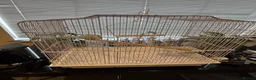 Budgerigars birds for sale: Mr Moh - Advert 5