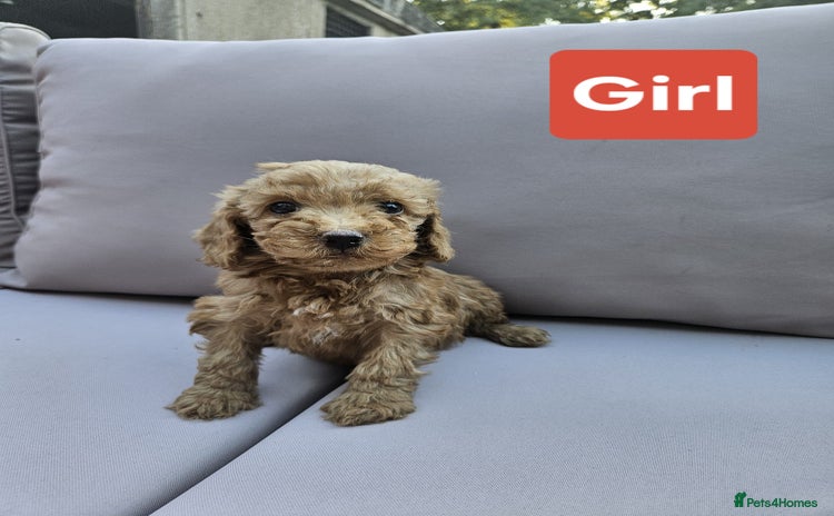 Cavapoo dogs - Advert 16