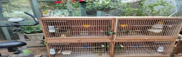 Canaries birds for sale: Male & Female Canaries for sale - Advert 7