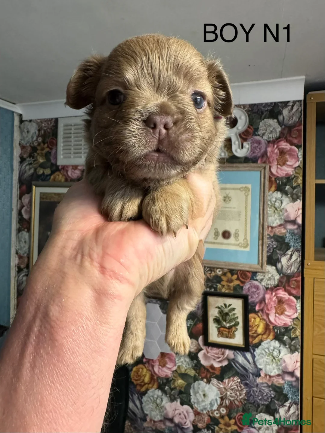 French Bulldog dogs for sale: FLUFFY FRENCHIE BABIES - Advert 2