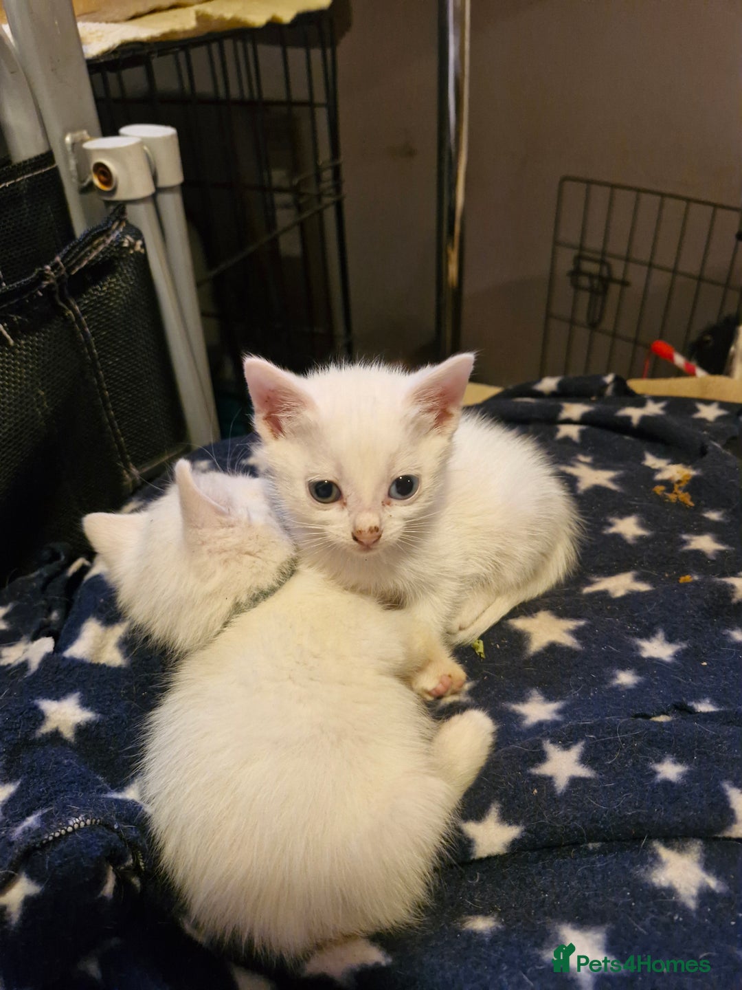 Mixed Breed cats for sale: Beautiful Siamese cross kittens - Advert 22