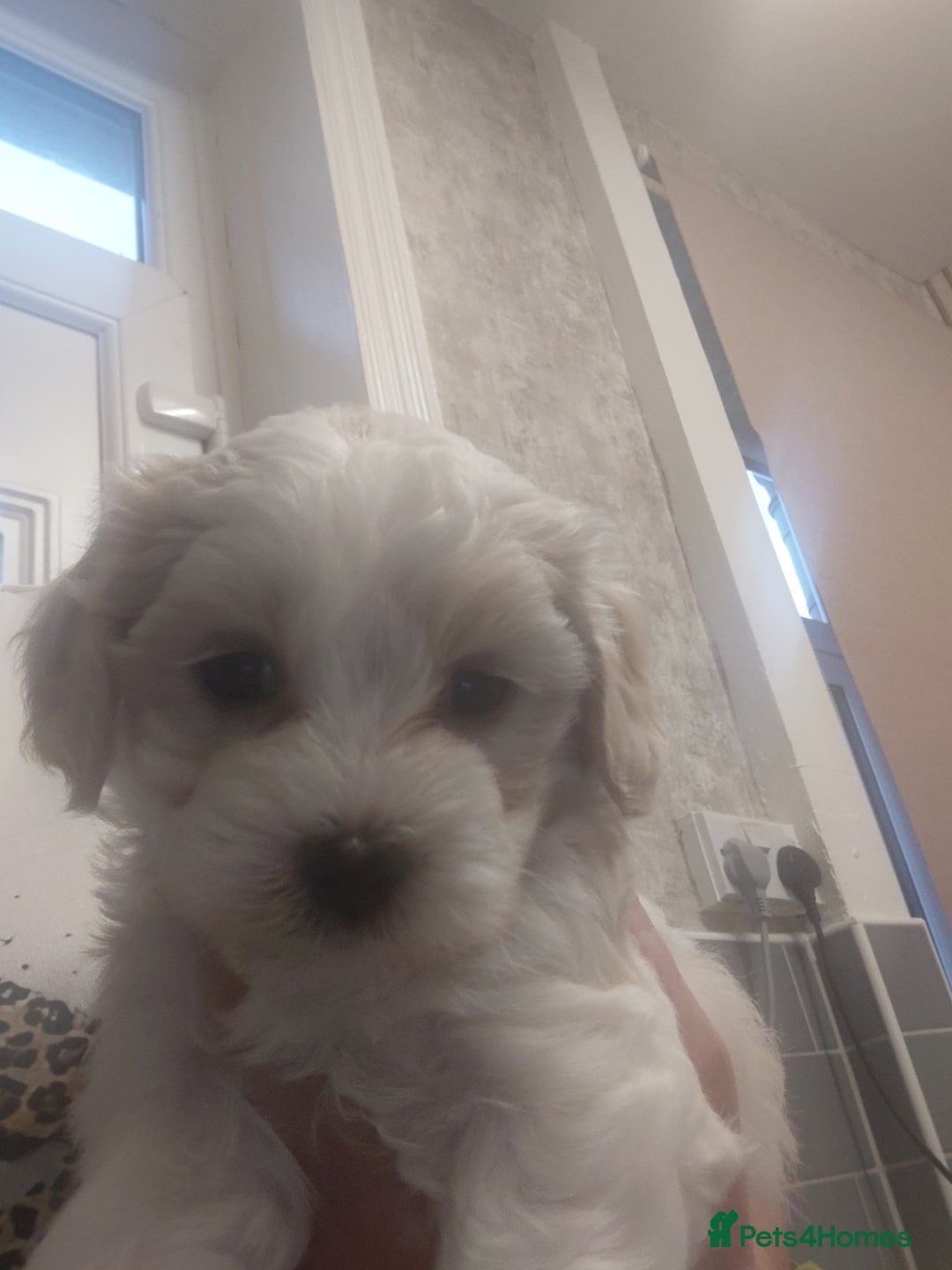 Maltipoo dogs for sale: F1 tiny adorable maltipoo  - Advert 12
