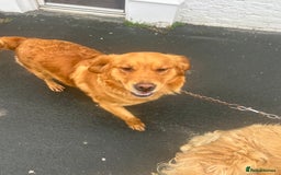 Golden Retriever dogs for sale: Foxy red golden retriever  - Image 1