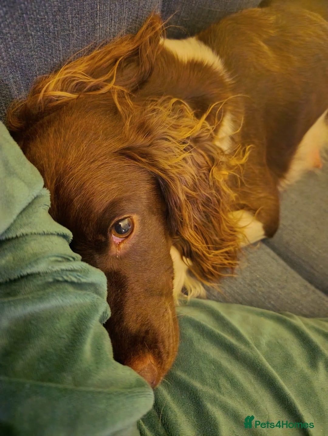 English Springer Spaniel dogs for sale: Working bred KC English Springer Spaniels puppies  - Image 35