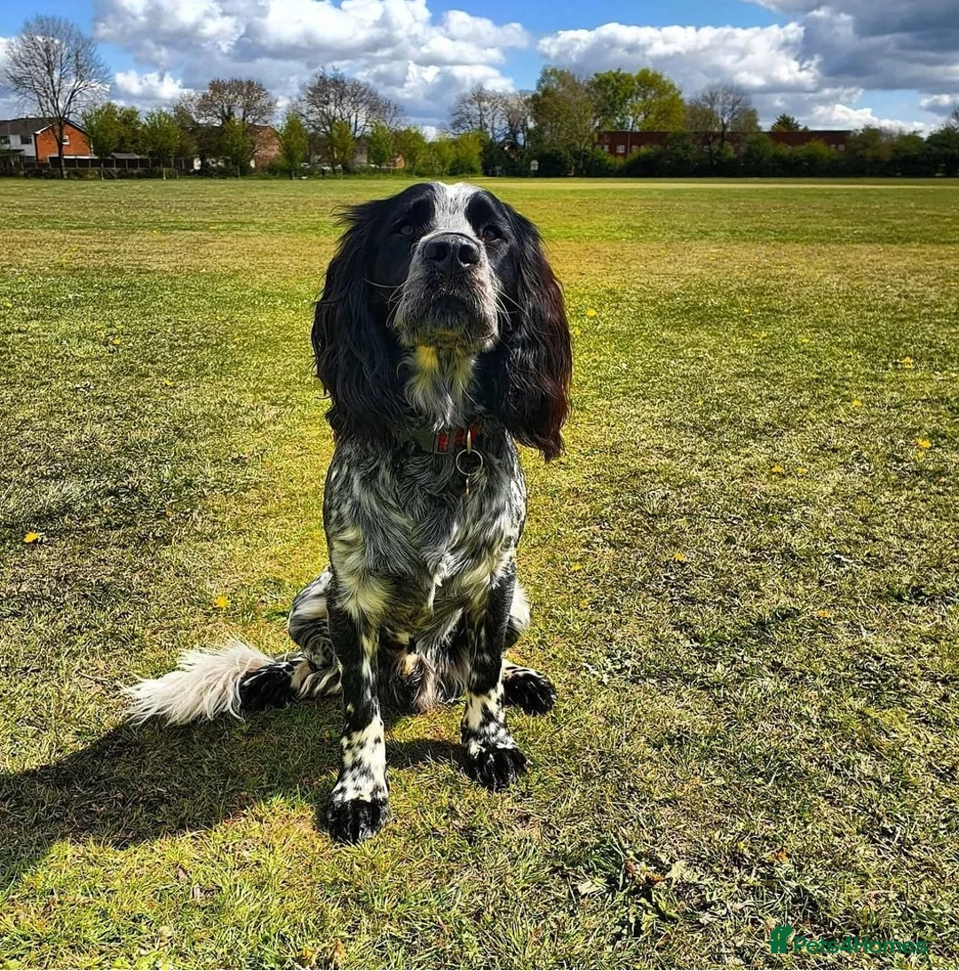 Sprocker dogs for stud: Blue roan sprocker for stud in Ibstock - Advert 13
