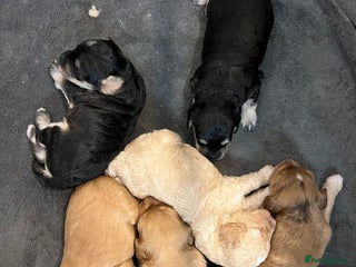 Cockapoo dogs Stunning F1B Miniature Cockapoos - Advert 15