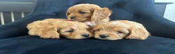 Cavapoo dogs for sale: Stunning F1 Cavapoo health tested parents  - Advert 5