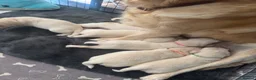 Golden Retriever dogs for sale: Beautiful Golden Retriever puppies - Advert 14