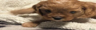 Cavapoo Puppy 1 pinky pie 