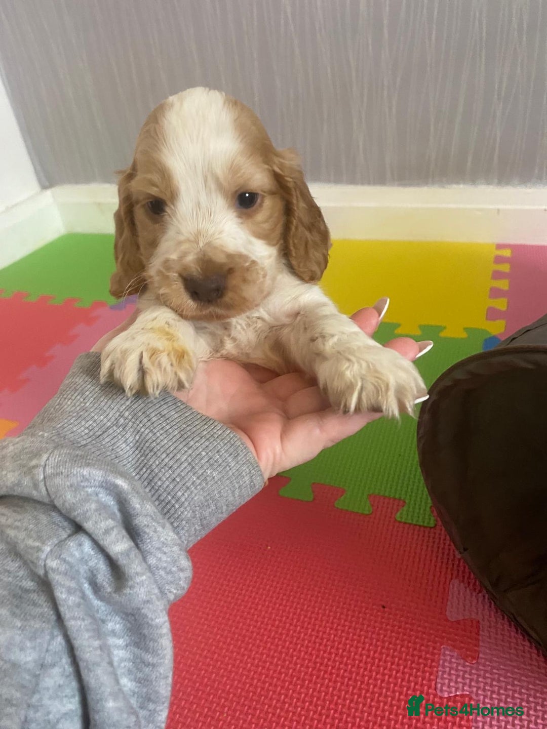 Cocker Spaniel dogs for sale: Show type cocker spaniels  - Image 40