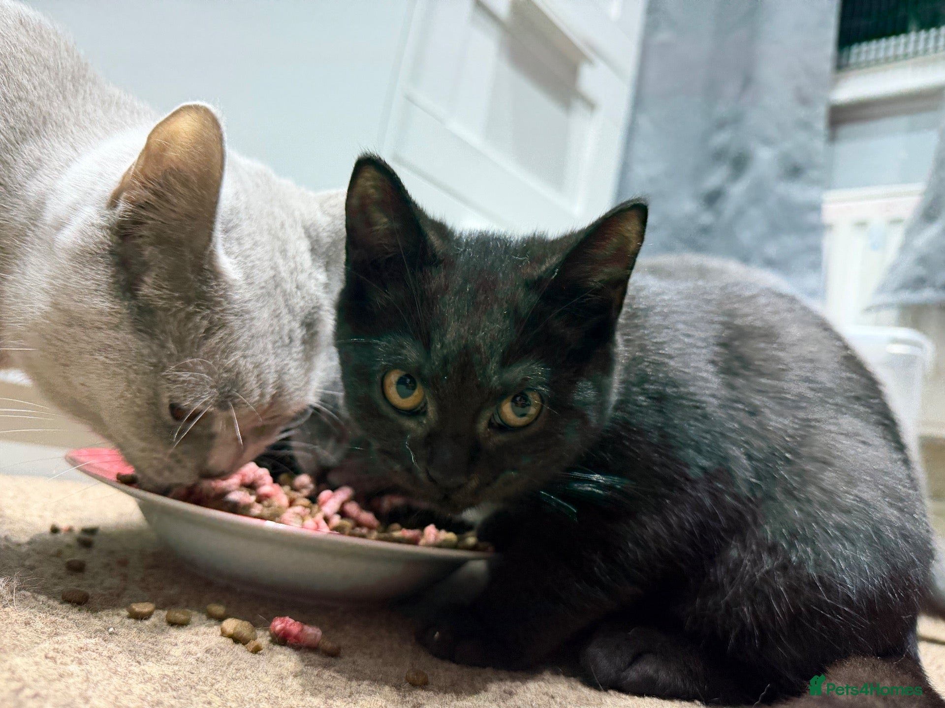 British Shorthair cats for sale: Last two girls available  - Advert 1