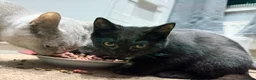 British Shorthair cats for sale: Last two girls available  - Advert 1