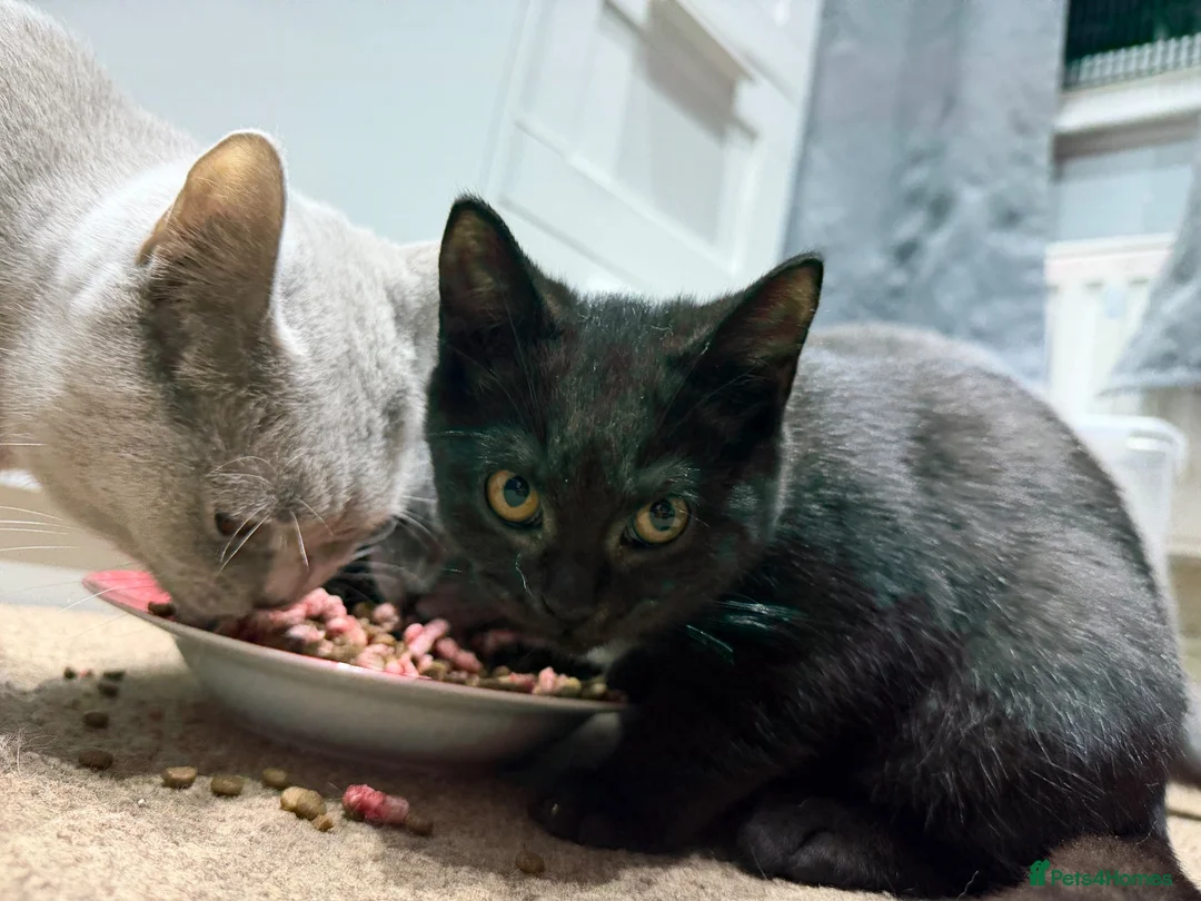 British Shorthair cats for sale: Last two girls available  - Advert 1
