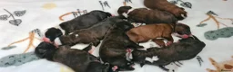 Boxer dogs for stud: Boxer Stud Dog – Champion Bloodlines  - Advert 2