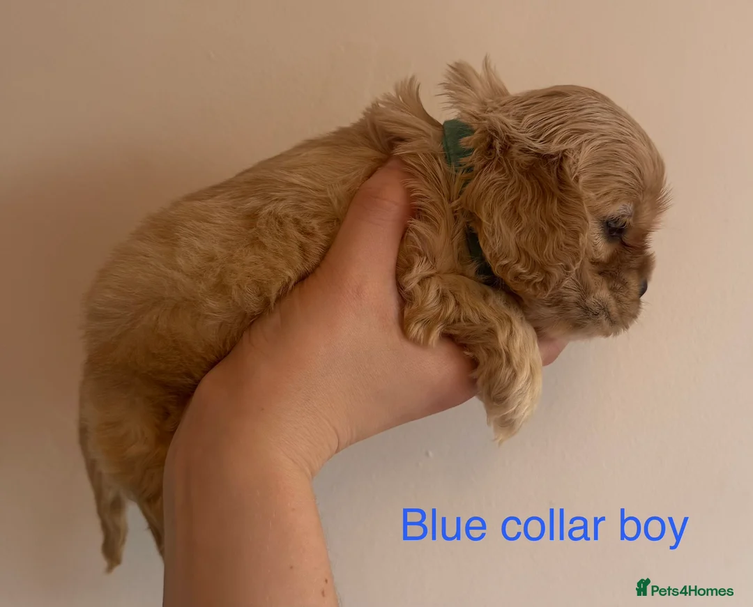 American Cocker Spaniel dogs for sale: 🐾KC, Health tested American cocker spaniels🐾 - Advert 15